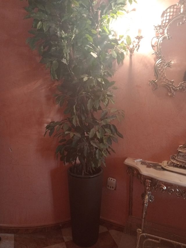 Planta artificial Ficus