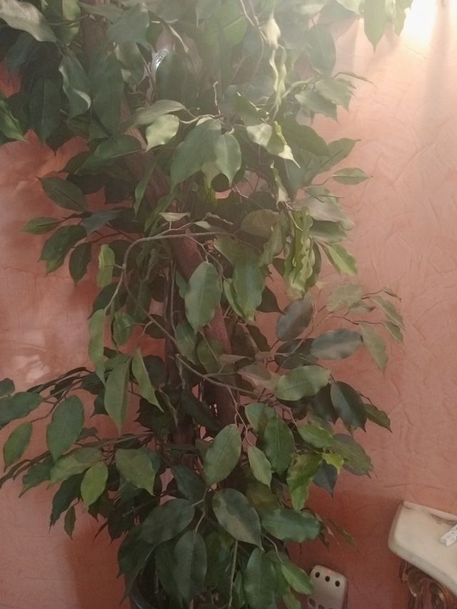 Planta artificial Ficus