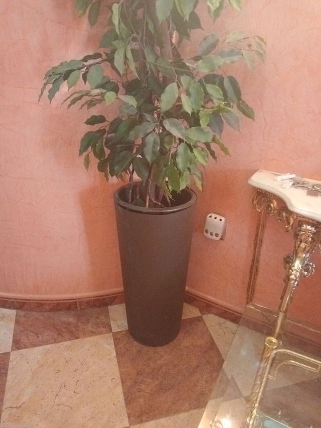 Planta artificial Ficus