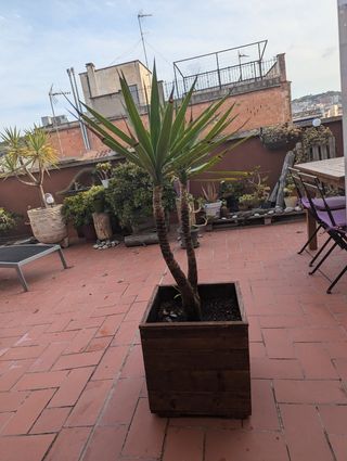 Yucca en jardinera de teka