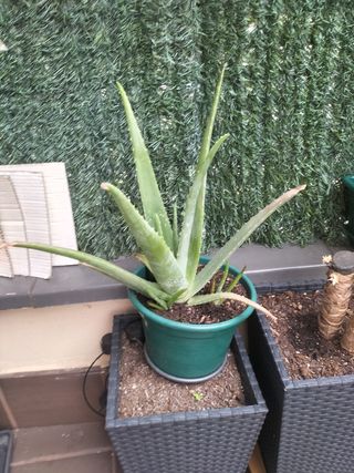Aloe vera grande - Planta suculenta