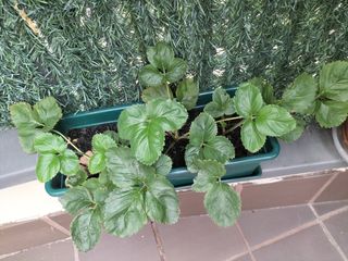 Planta Fresas -Maceta