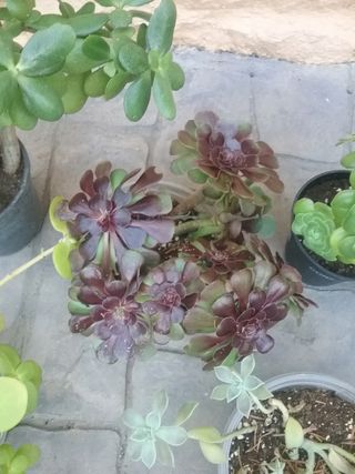 6 Suculentas medianas