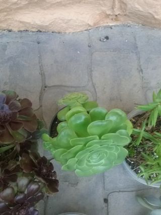 6 Suculentas medianas