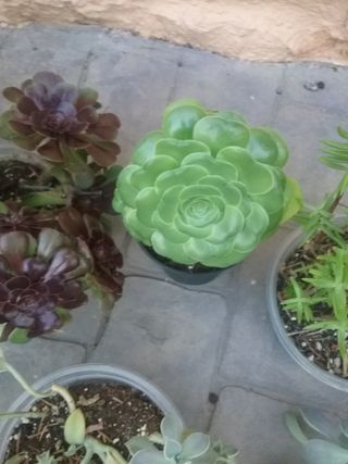 6 Suculentas medianas