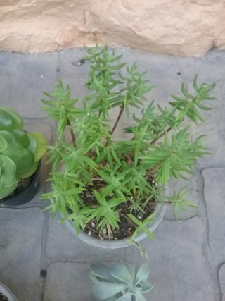 6 Suculentas medianas