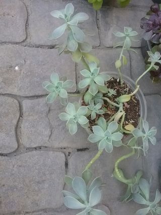 6 Suculentas medianas