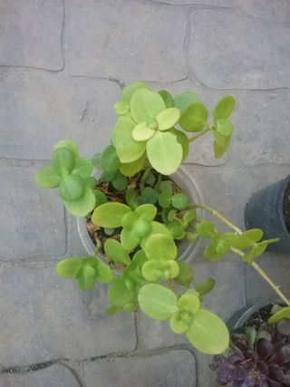 6 Suculentas medianas