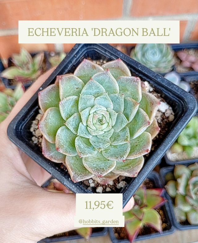 Echeveria 'Dragon Ball' - Suculentas colección 