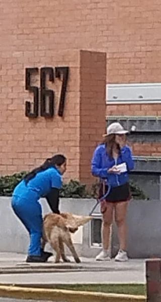 Cuidadora de niños, adultos mayores, paseo mascota