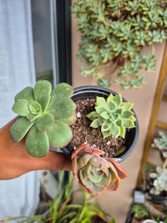 3 Suculentas