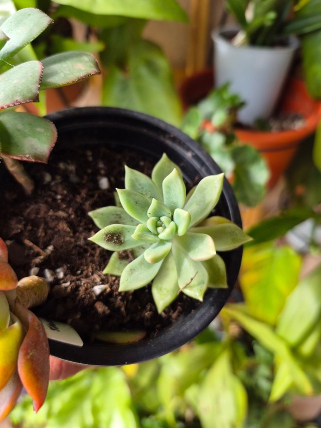 3 Suculentas