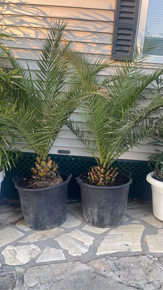 Palmeras Phoenix canariensis