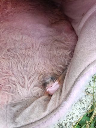 Casa / cama rosa para gato