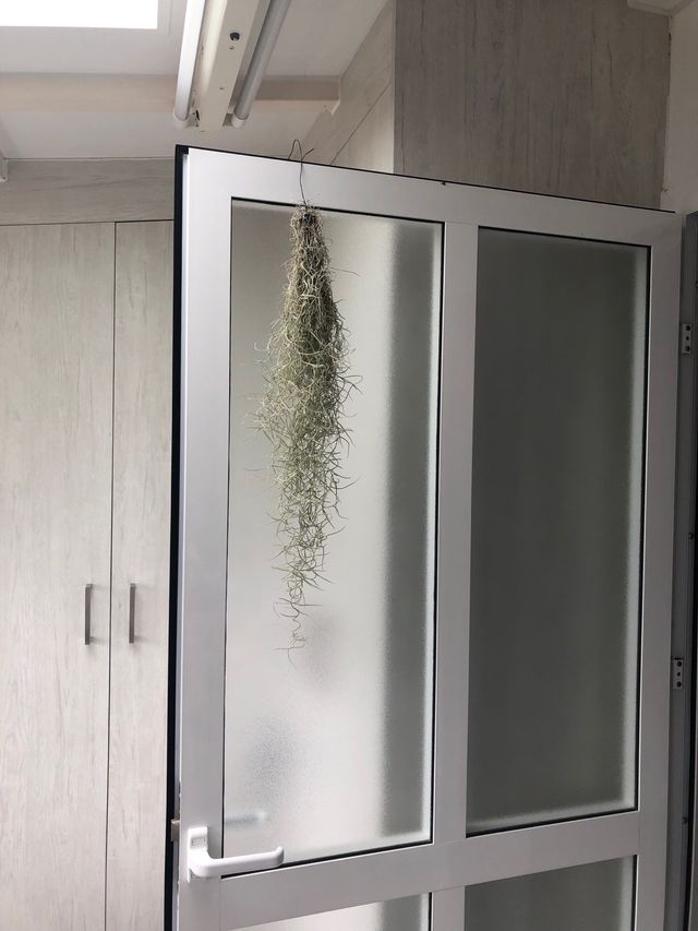 Planta del aire (tillandsia usneoides)