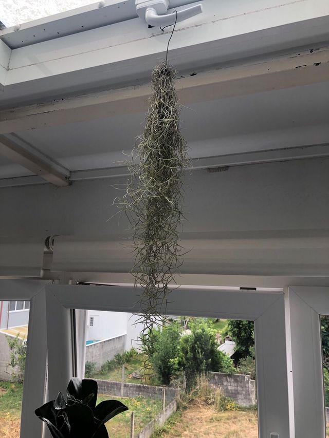 Planta del aire (tillandsia usneoides)