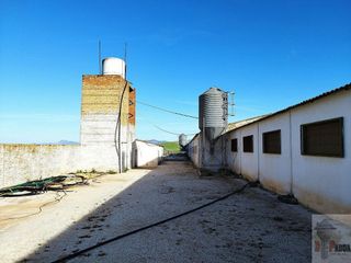Nave industrial en venta en Campillos