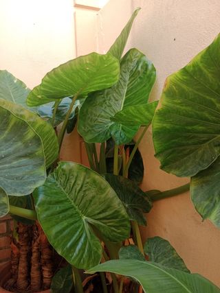 Planta Elefante Alocasia grande con macetón