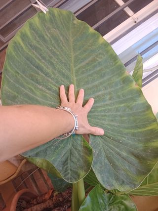 Planta Elefante Alocasia grande con macetón