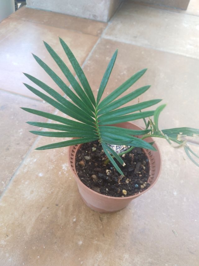 Cica Revoluta - Pianta piccola