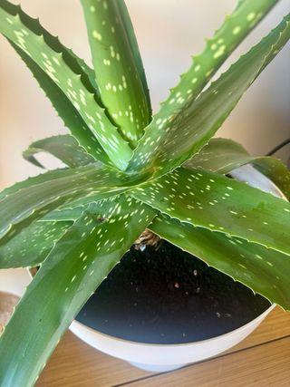 Aloe vera grande con maceta