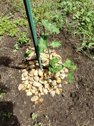 Acebo de Navidad (Ilex aquifolium) - 2 árboles