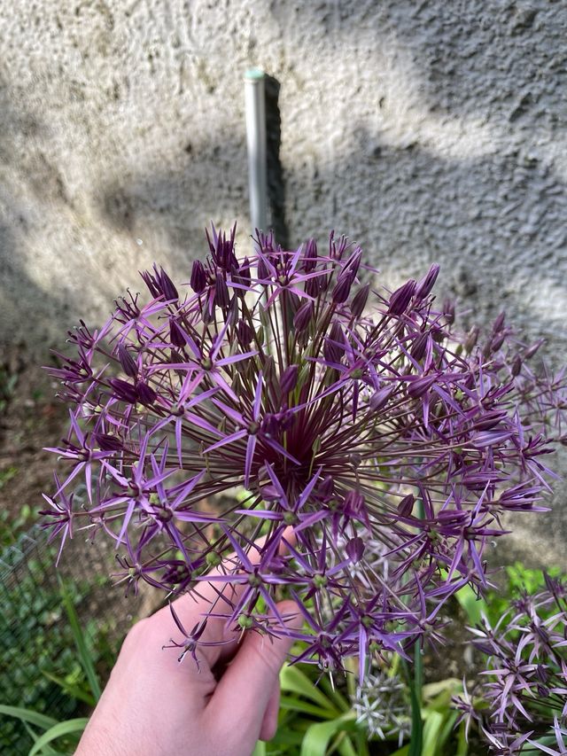 Aglio ornamentale - Semi