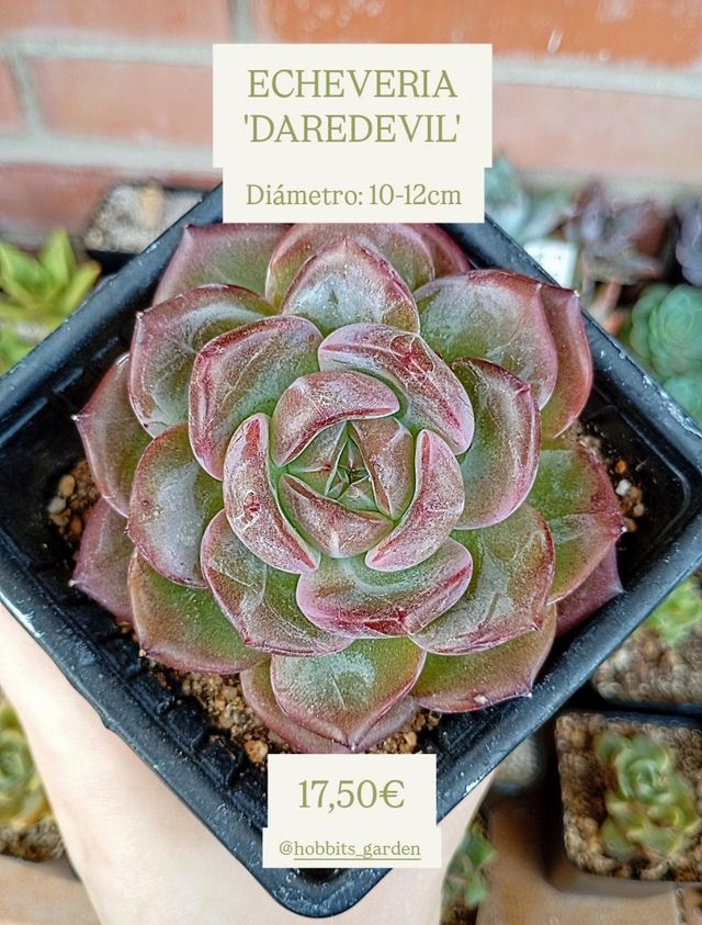 Echeveria 'DAREDEVIL' L - Suculentas Colección 