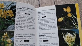 Fiori delle Alpi