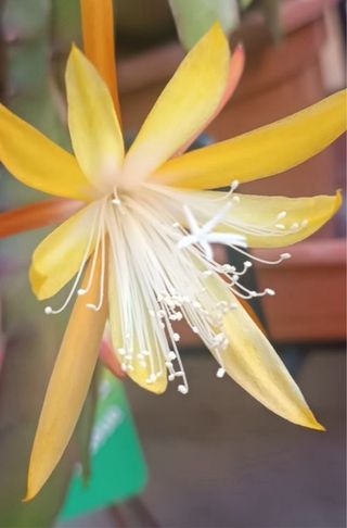Epiphyllum Almeria Diamond pianta grassa fiorita
