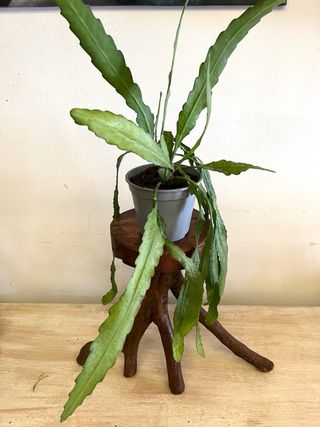 Epiphyllum Almeria Diamond pianta grassa fiorita
