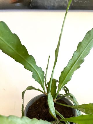 Epiphyllum Almeria Diamond pianta grassa fiorita