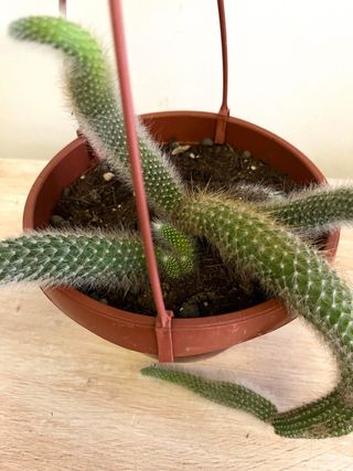 Pianta Cactus Coda di Scimmia