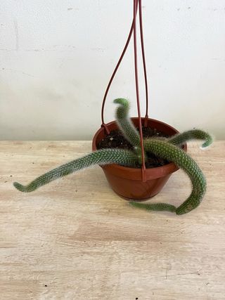 Pianta Cactus Coda di Scimmia