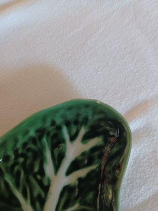 Azeitoneira Folha Couve - Verde e Branca