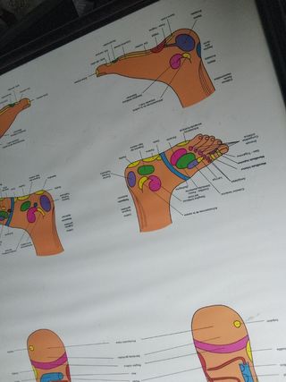 Marco reflexología podal