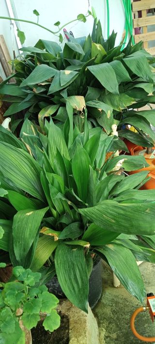 2 Plantas Aspidistra: Interior/Exterior 
