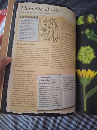 Herbario de plantas silvestres (Larousse de... ...