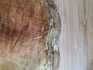 Vassoio rotondo fiorentino