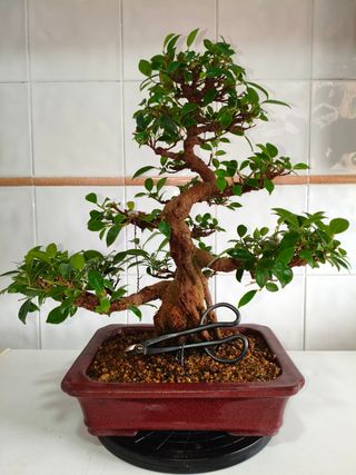 Bonsái Ficus Tiger Bark