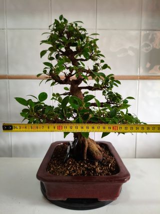 Bonsái Ficus Tiger Bark