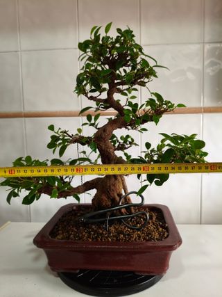 Bonsái Ficus Tiger Bark