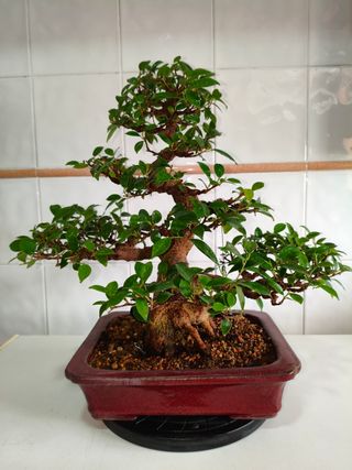 Bonsái Ficus Tiger Bark