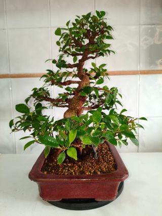Bonsái Ficus Tiger Bark