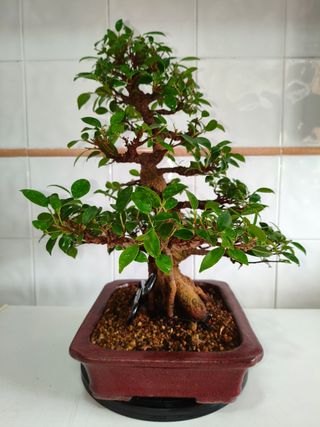 Bonsái Ficus Tiger Bark
