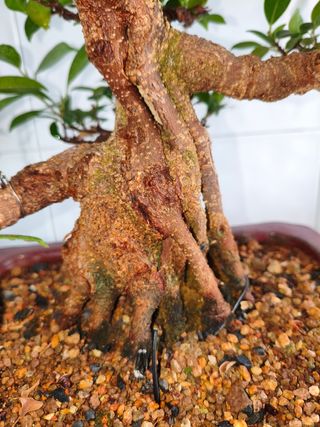 Bonsái Ficus Tiger Bark