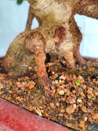 Bonsái Ficus Tiger Bark
