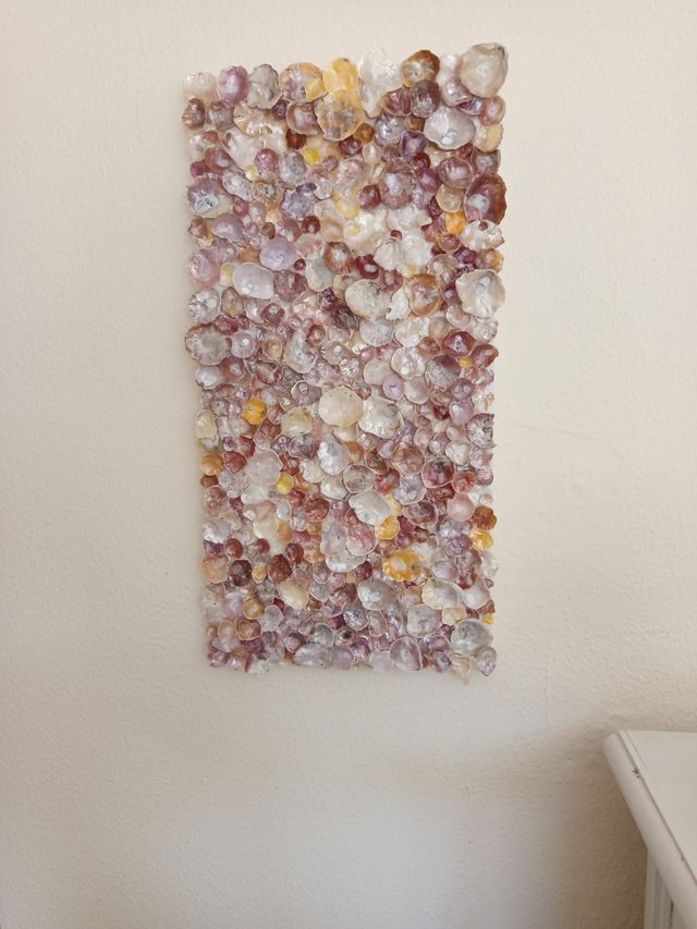 Cuadro conchas marinas