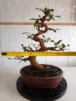 Bonsái Ficus Tiger Bark
