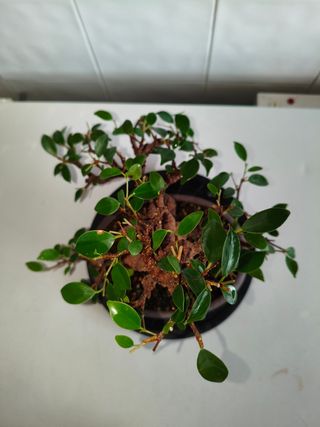 Bonsái Ficus Tiger Bark